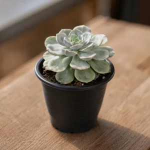 Pale green echeveria succulent in a small black pot