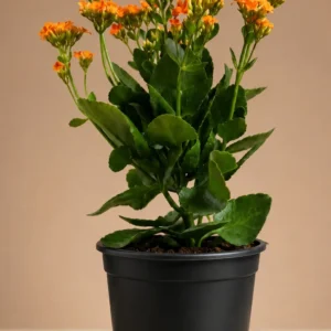 Orange kalanchoe in a black nursery pot