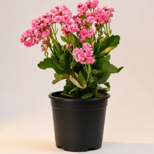 Pink kalanchoe in a black nursery pot