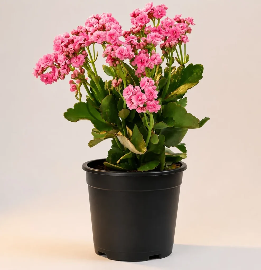 Pink kalanchoe in a black nursery pot
