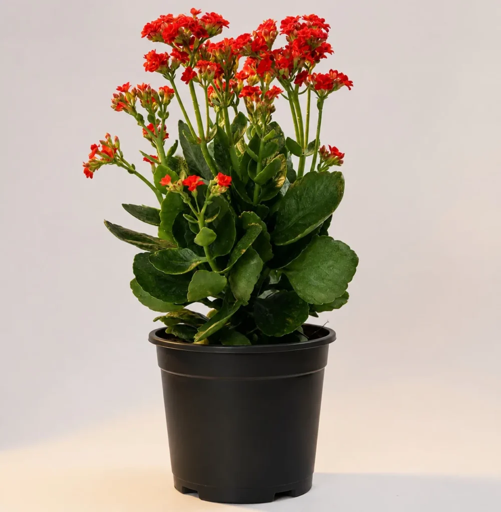 Red kalanchoe in a black nursery pot