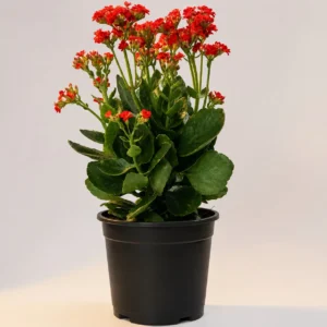Red kalanchoe in a black nursery pot
