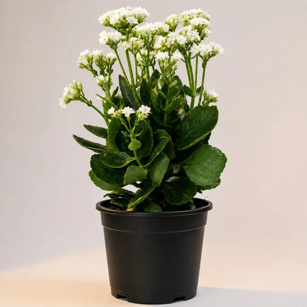 White kalanchoe in a black nursery pot