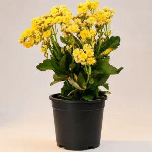 Yellow kalanchoe in a black nursery pot