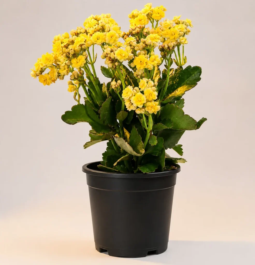 Yellow kalanchoe in a black nursery pot