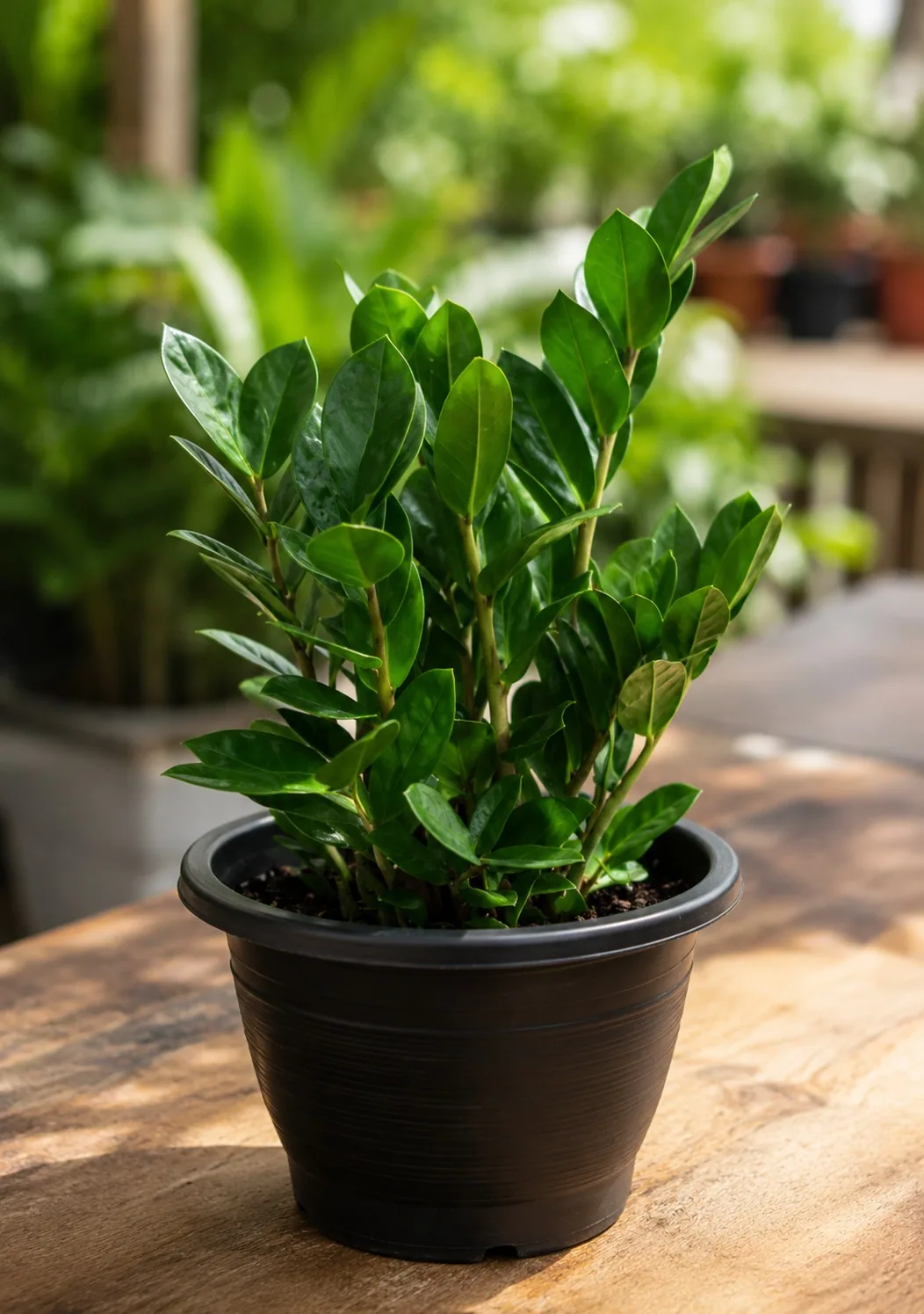 ZZ plant in a black pot on a wooden table