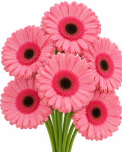Alcantara Gerbera
