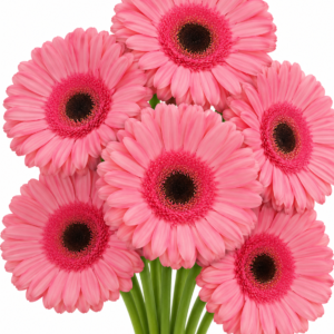 Alcantara Gerbera