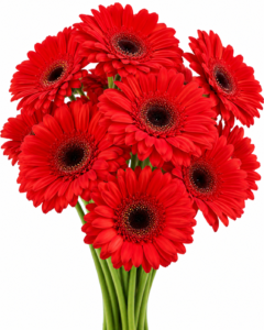 Alcantara Gerbera