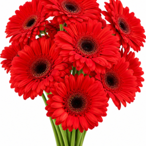 Alcantara Gerbera