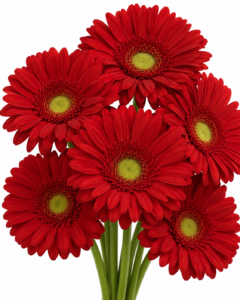 Becanta Gerbera