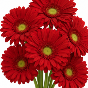 Becanta Gerbera