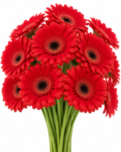 Becanta Gerbera