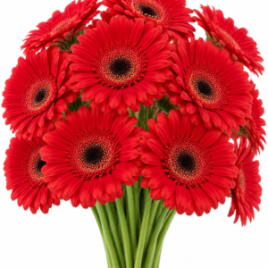 Becanta Gerbera