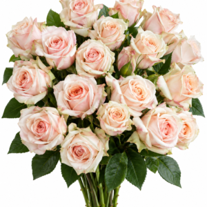 Musette Rose