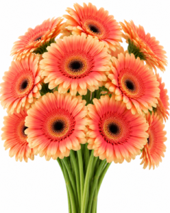 Buaudine Gerbera