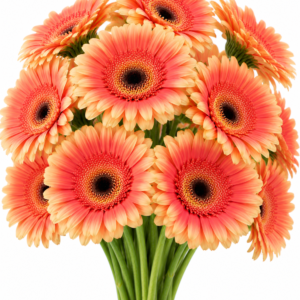 Buaudine Gerbera