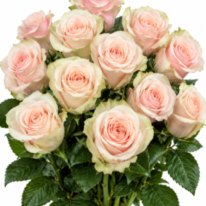 Cartize Rose