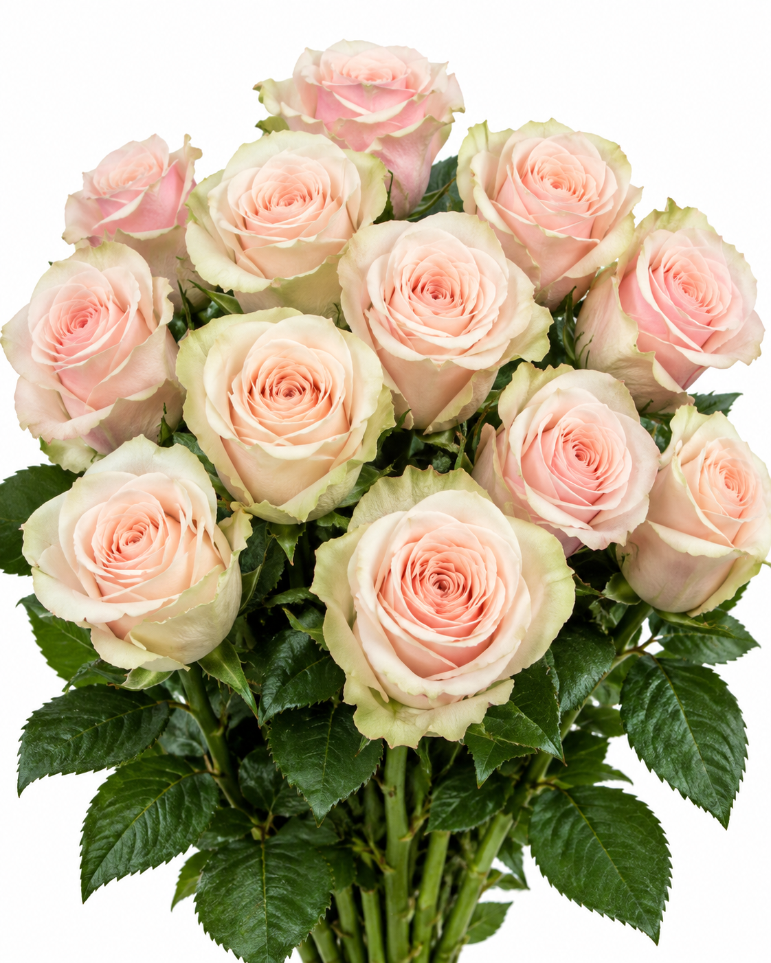 Cartize Rose