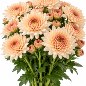 Champagne Chrysanthemum
