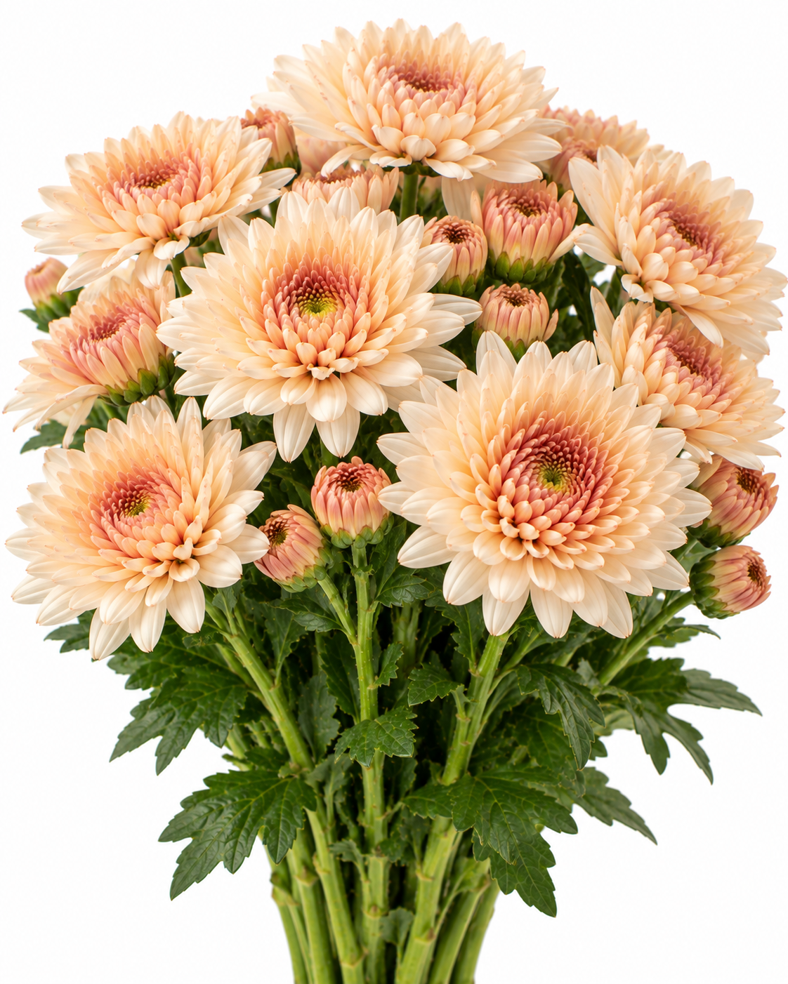 Champagne Chrysanthemum