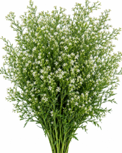 China Grass