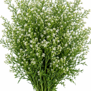 China Grass