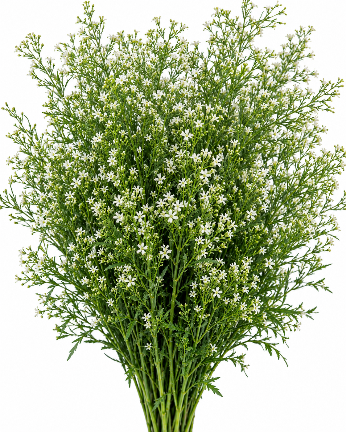 China Grass