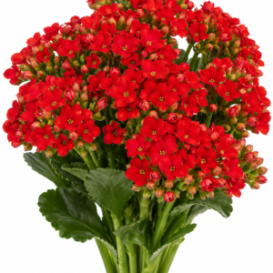 Cima Kalanchoe