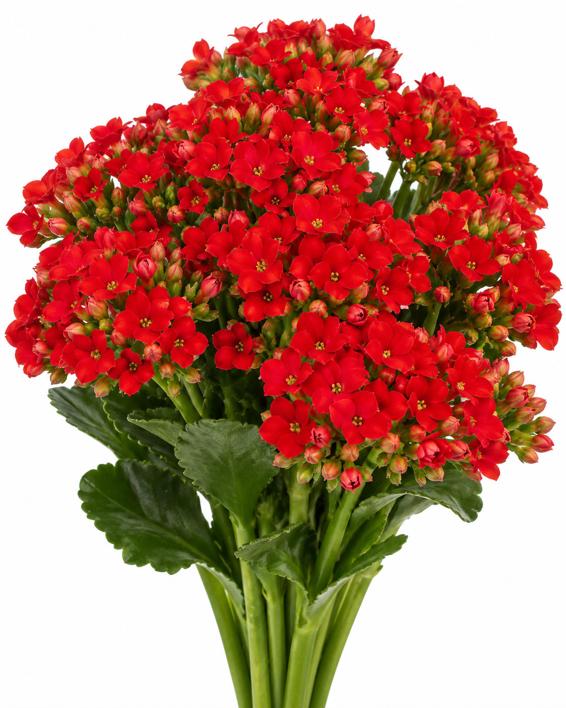 Cima Kalanchoe