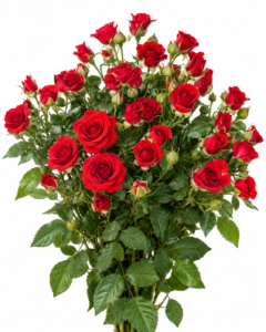 Marible Rose