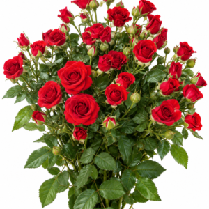 Marible Rose