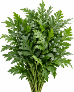 Crytomium