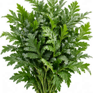 Crytomium