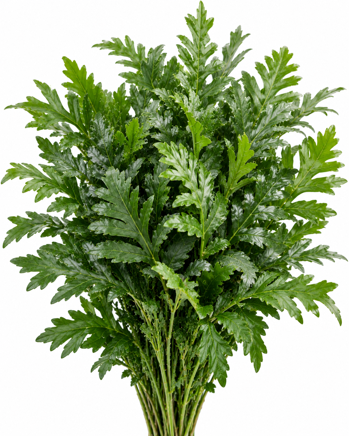 Crytomium