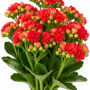 Discodip Kalanchoe