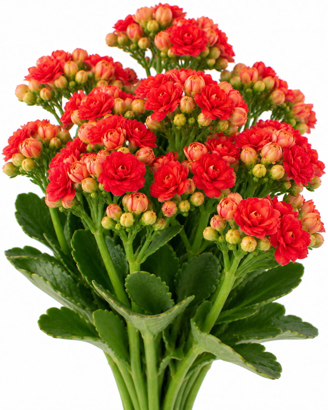 Discodip Kalanchoe