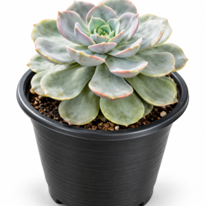 Silver Rosette