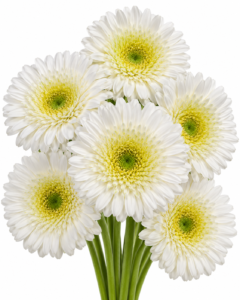 Fahrenheit Gerbera