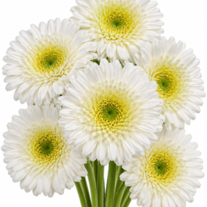 Fahrenheit Gerbera
