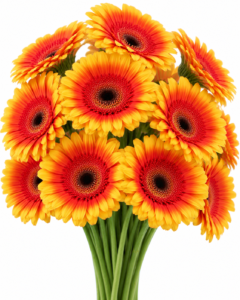 Fahrenheit Gerbera