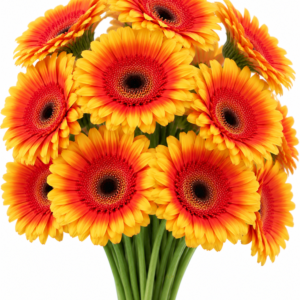 Fahrenheit Gerbera