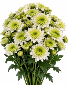 Sardena Chrysanthemum