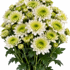 Sardena Chrysanthemum