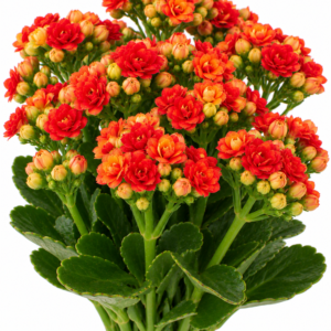 Hekla Kalanchoe