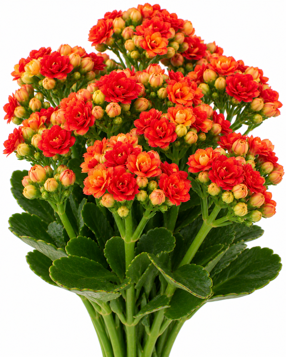 Hekla Kalanchoe