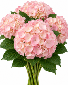 Hydrangea – Blush