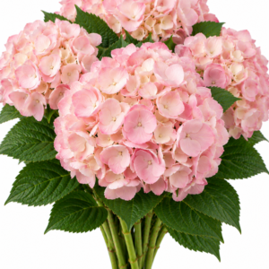 Hydrangea – Blush