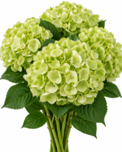 Hydrangea – Green