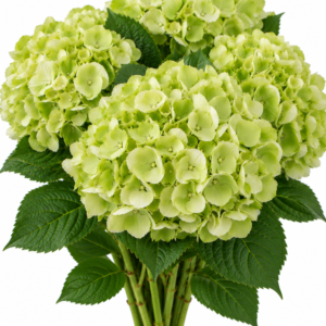 Hydrangea – Green